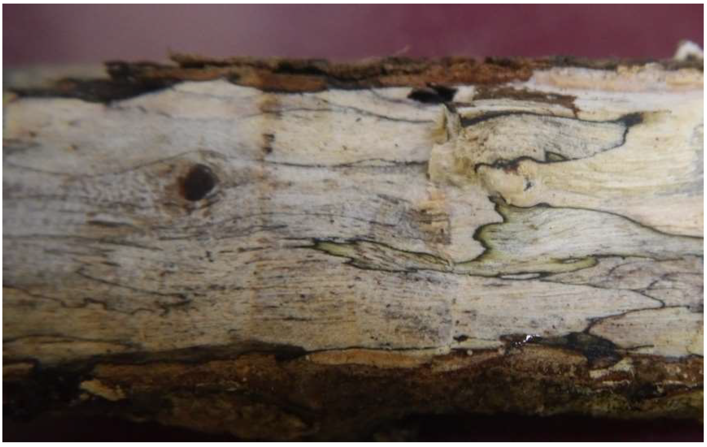 Encyclopedia 02 00094 g003