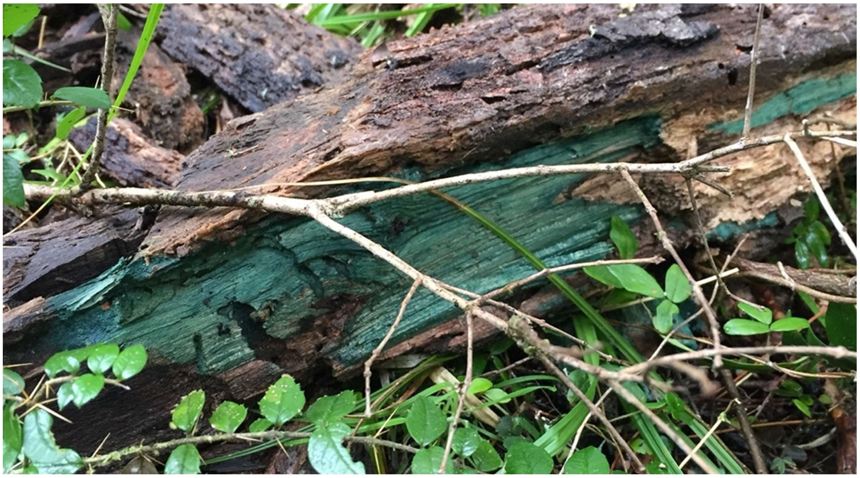 Encyclopedia 02 00094 g010