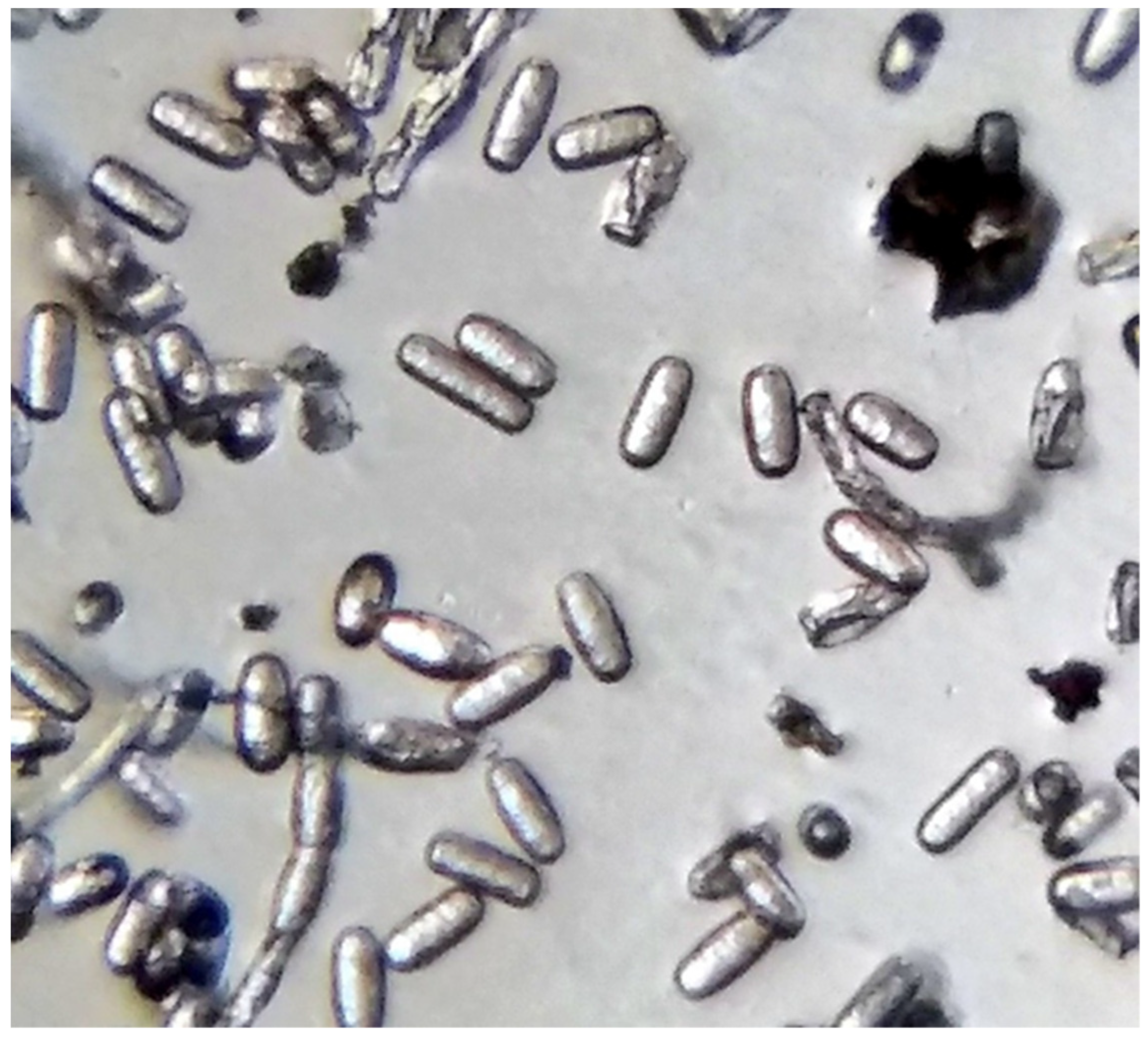 Encyclopedia 02 00098 g003