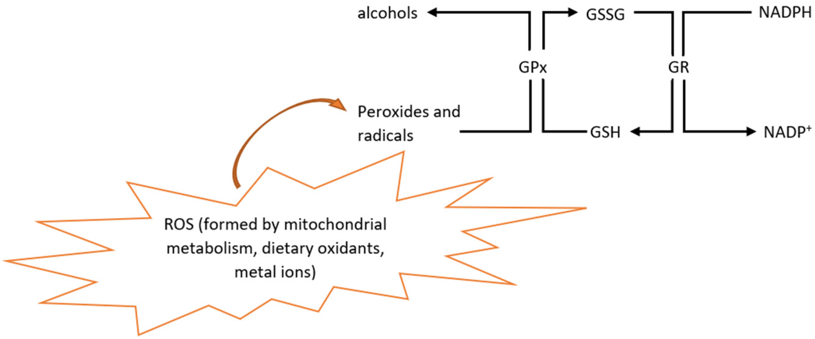 Encyclopedia 02 00105 g002
