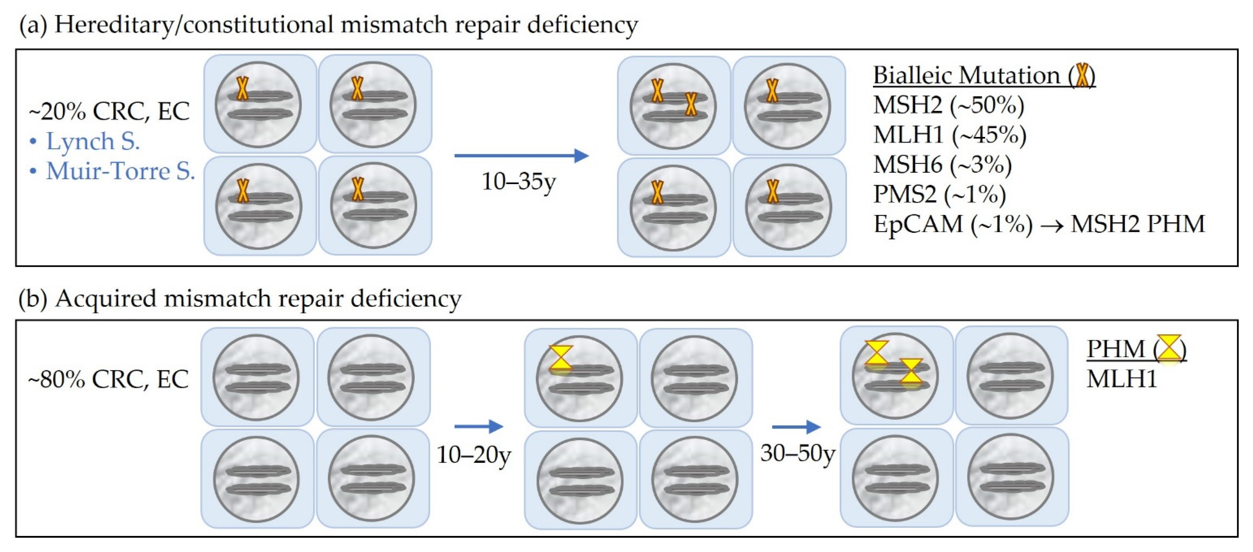 Encyclopedia Free FullText Mismatch Repair Deficiency and
