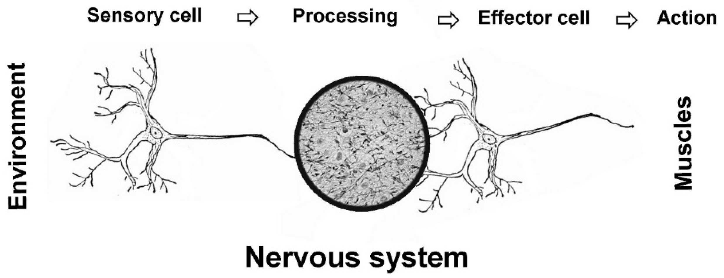 Encyclopedia 03 00005 g001