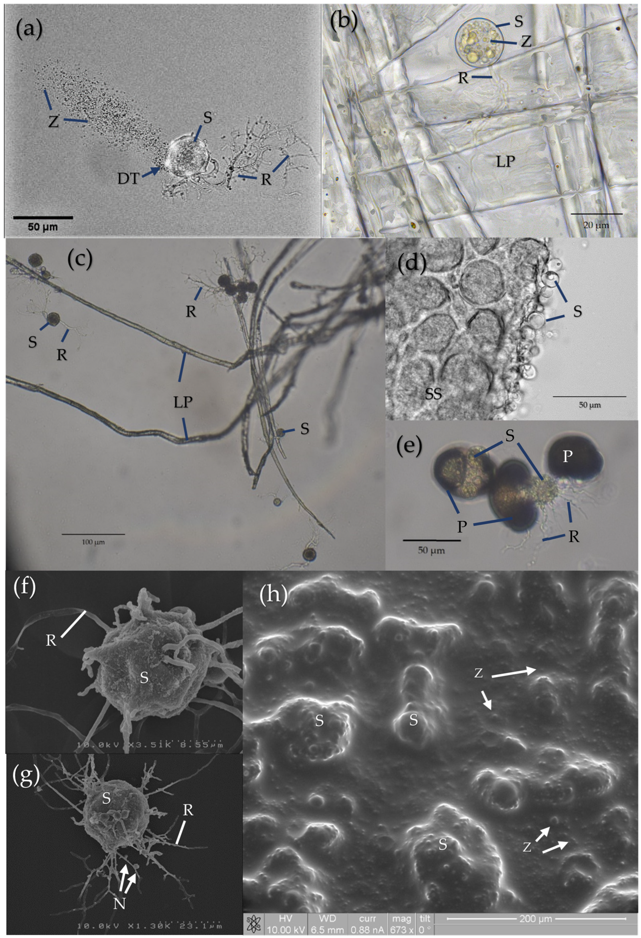 Encyclopedia 03 00046 g003 Encyclopedia 03 00046 g003