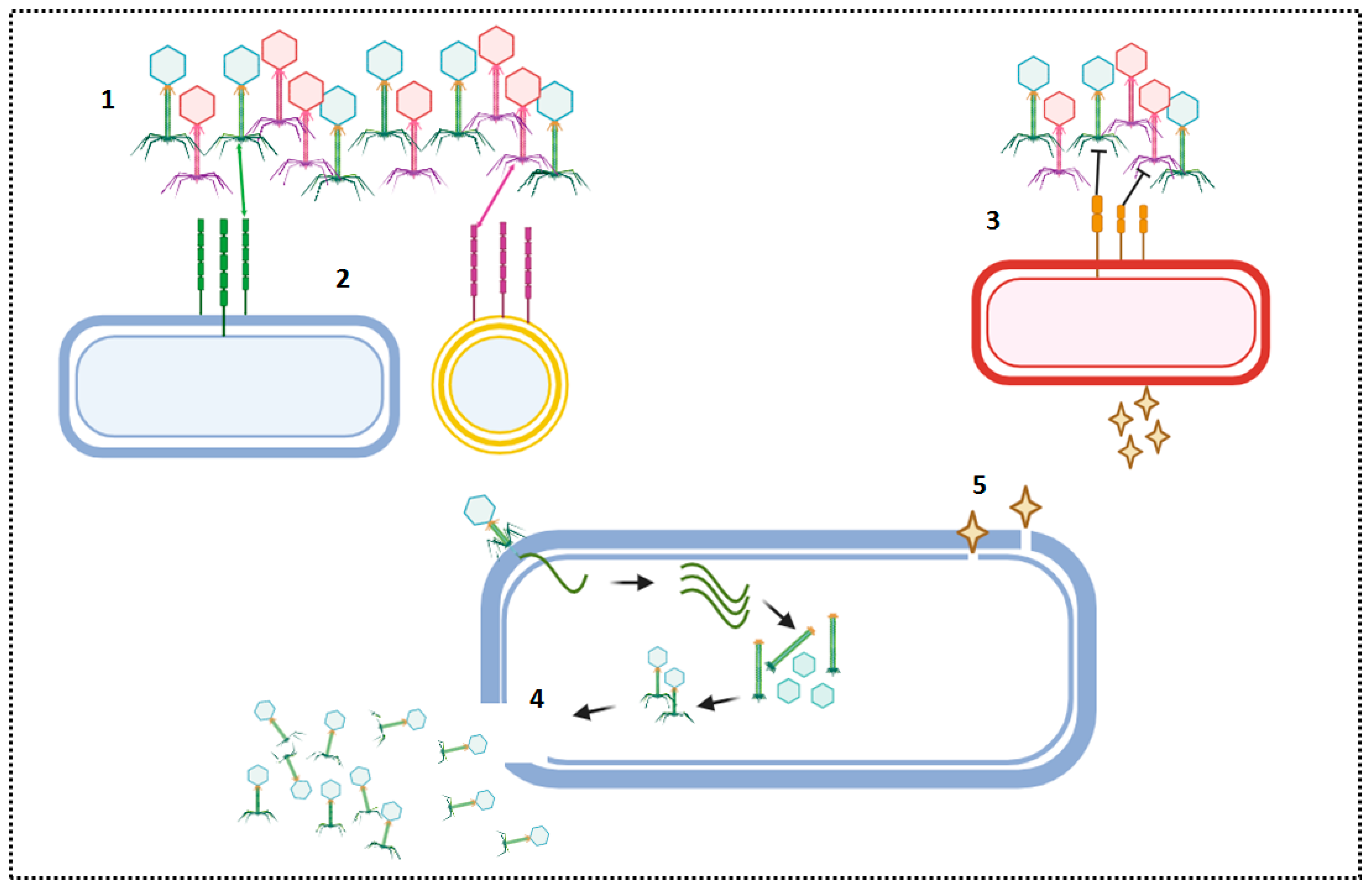 Encyclopedia 04 00007 g001