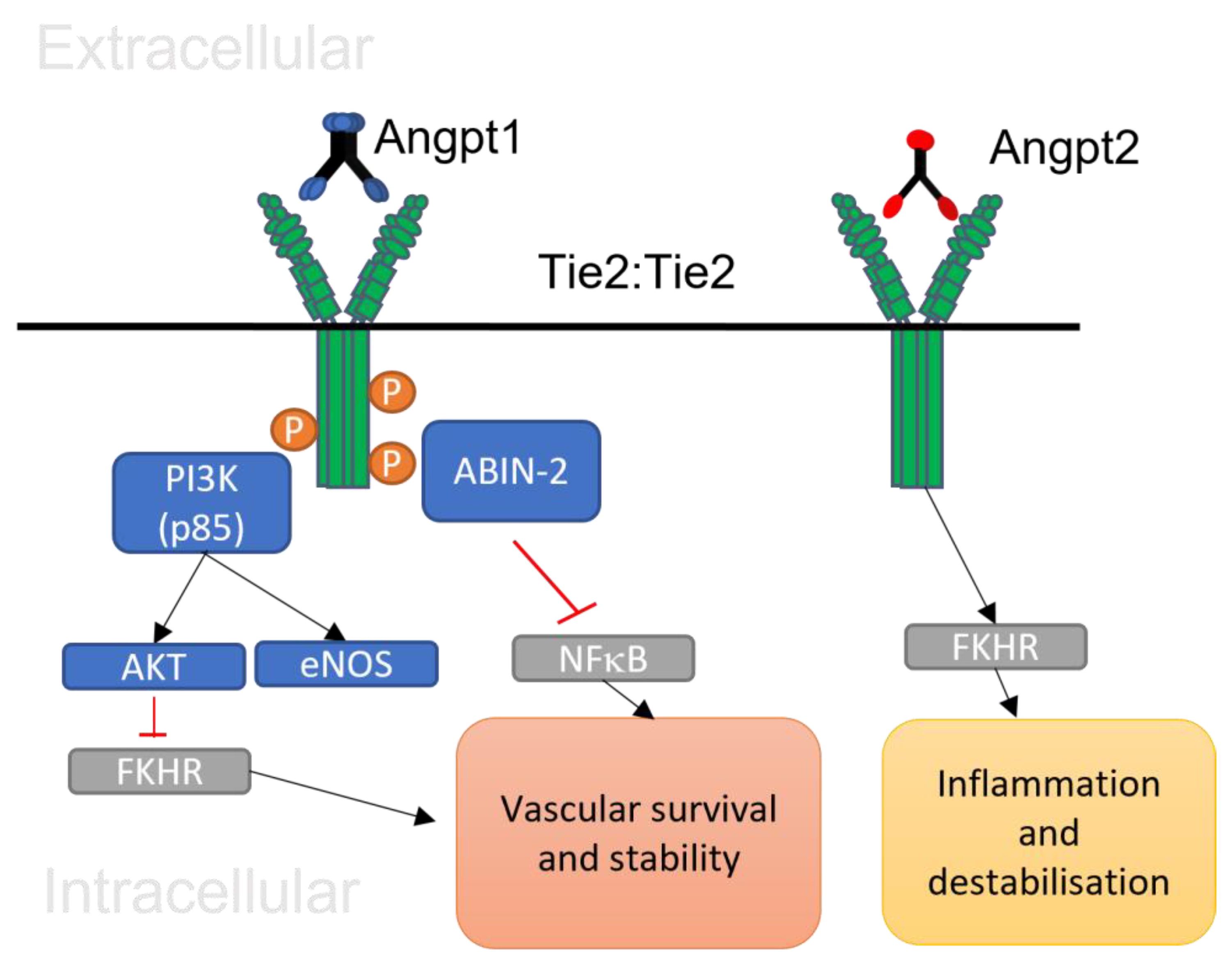 Encyclopedia 04 00035 g001