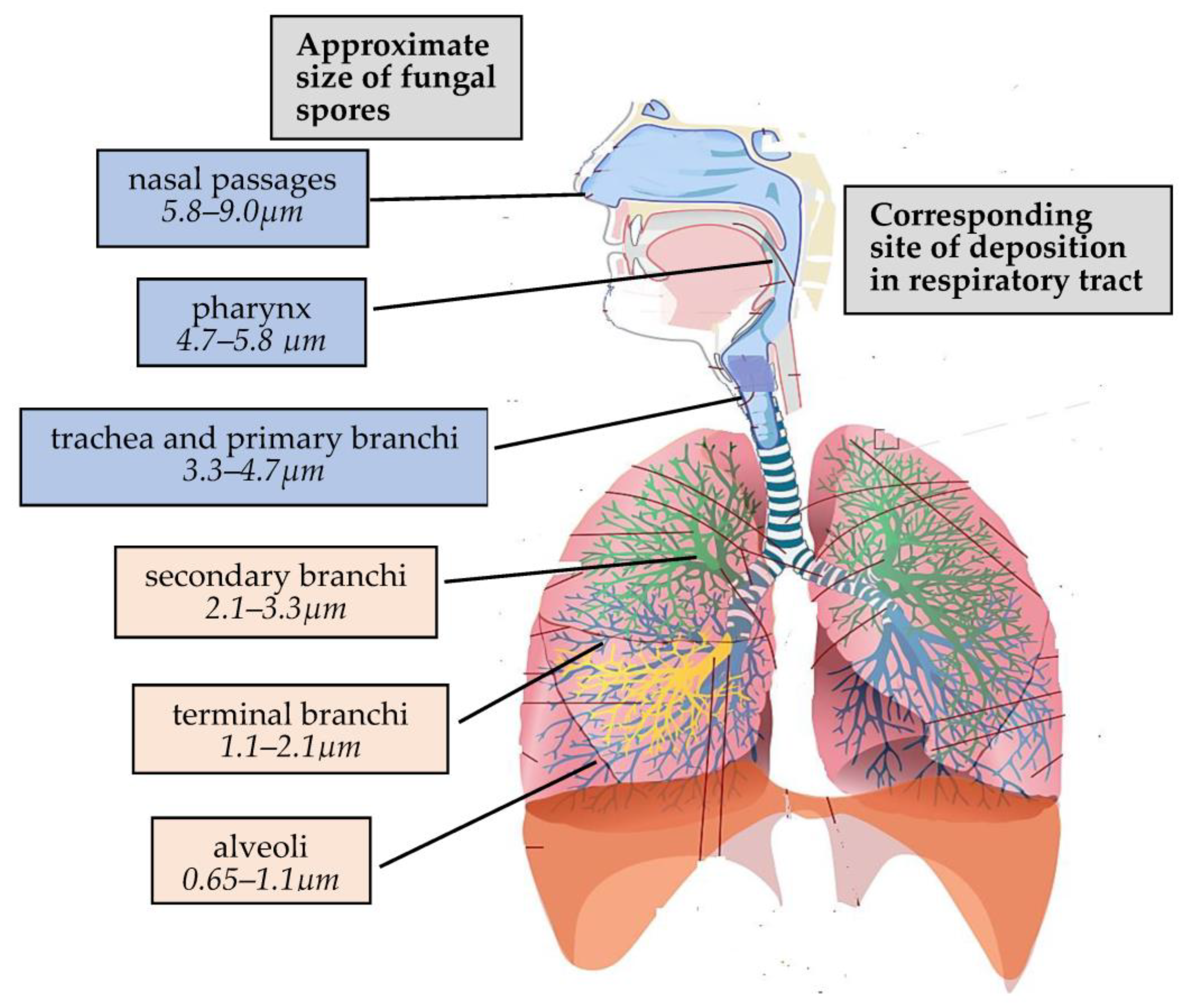 Encyclopedia 04 00075 g001