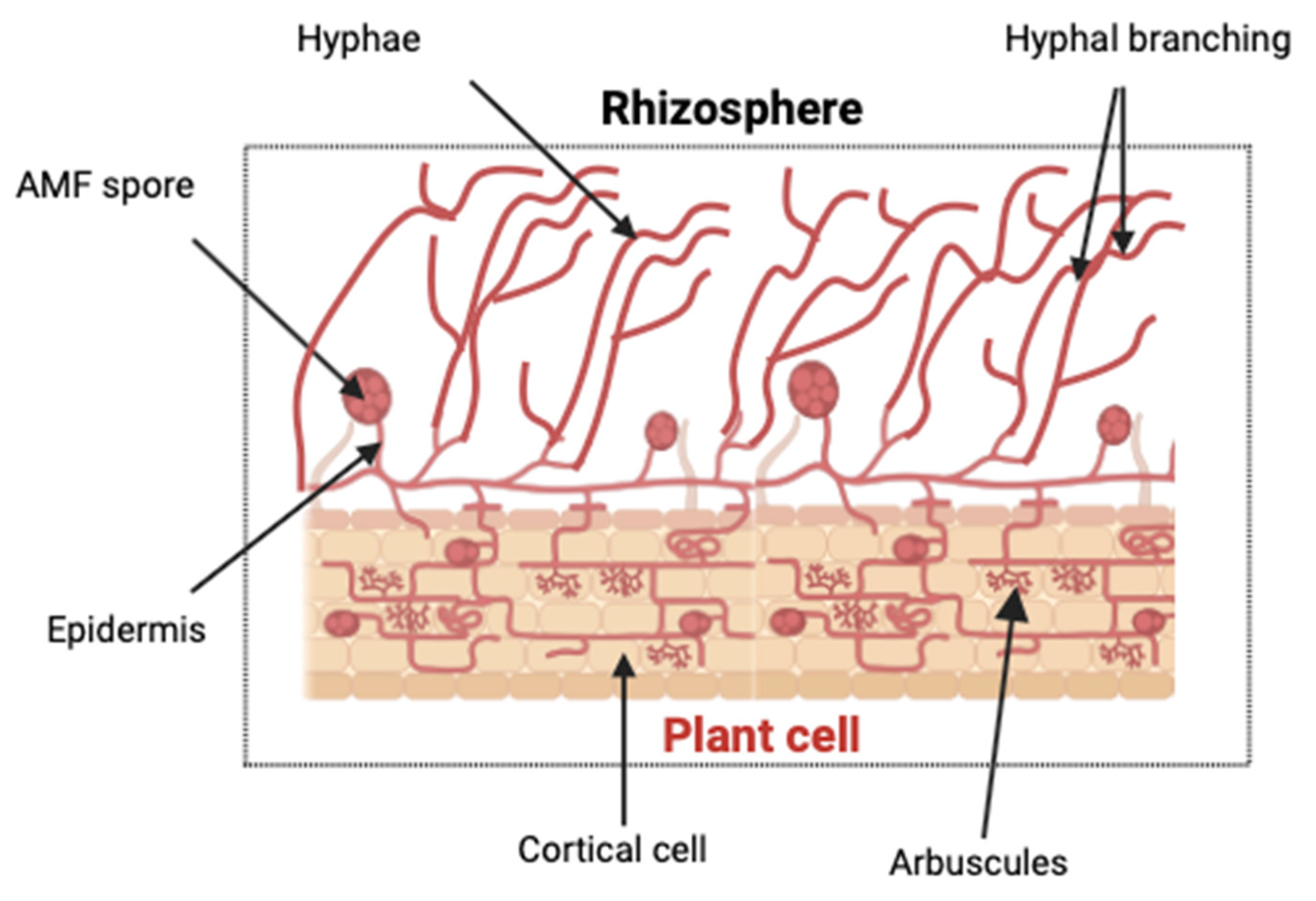 Encyclopedia 04 00077 g010