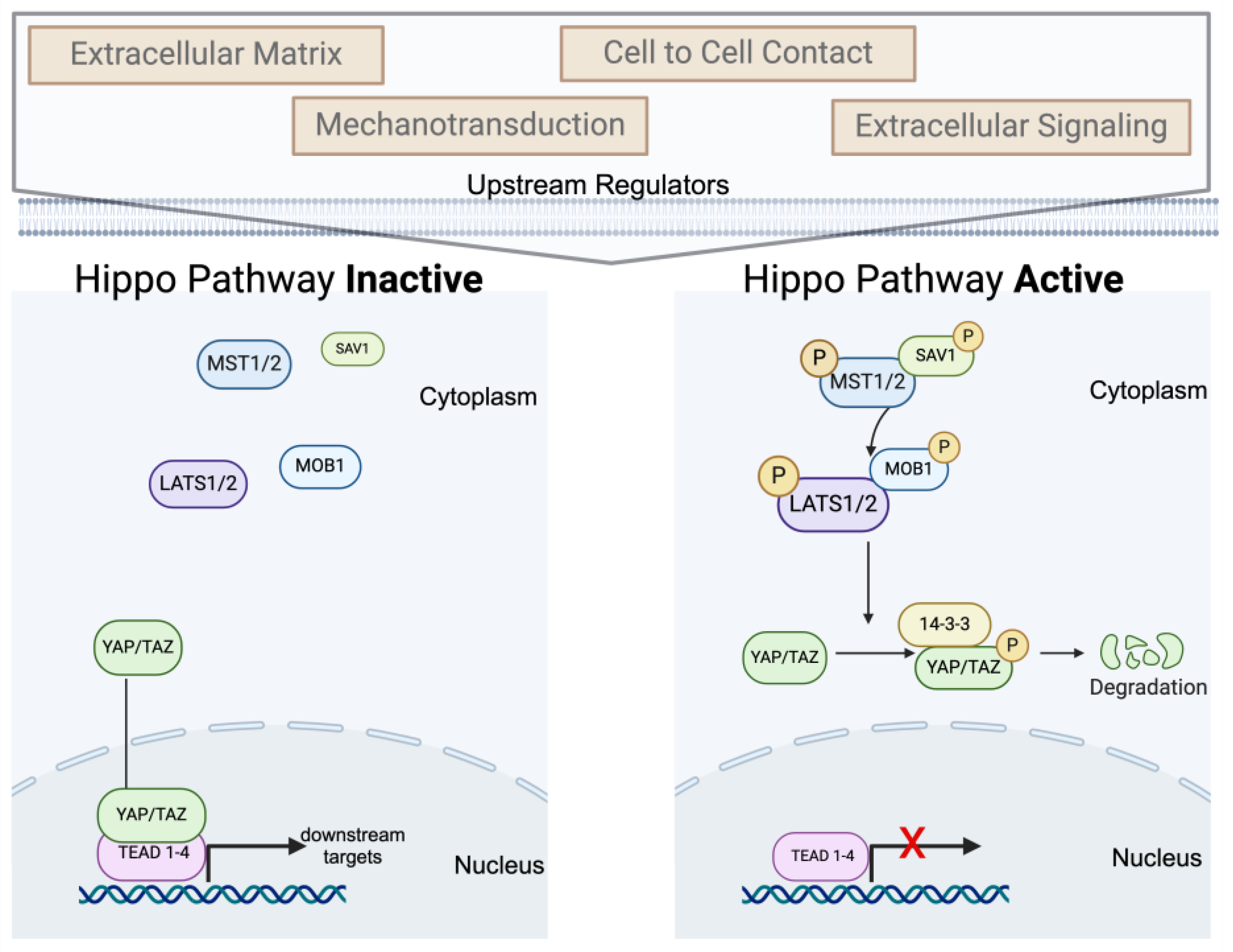 Encyclopedia 05 00015 g002
