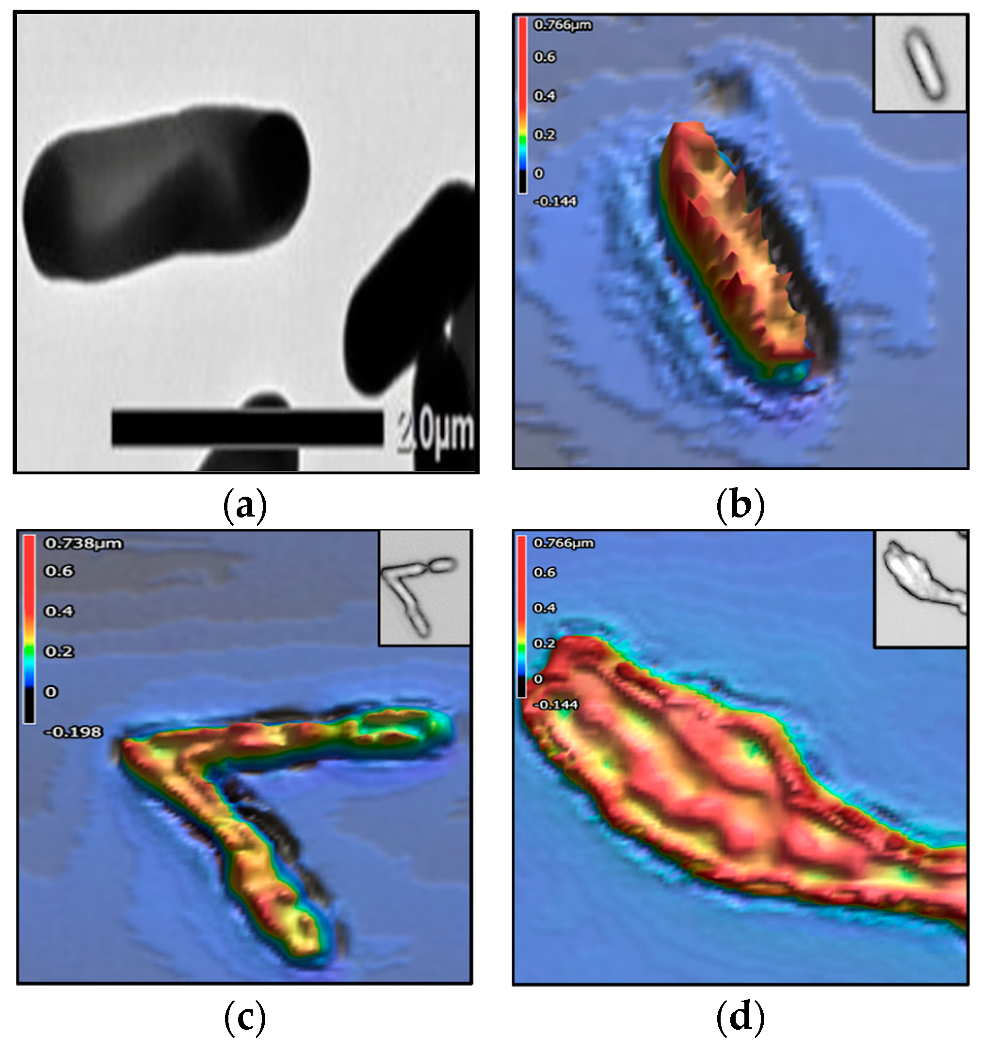 Encyclopedia 05 00047 g005