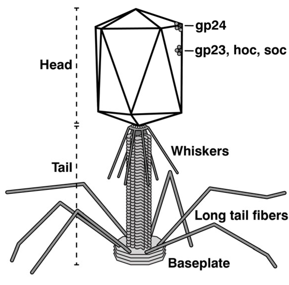 Encyclopedia 05 00058 g001 Encyclopedia 05 00058 g001