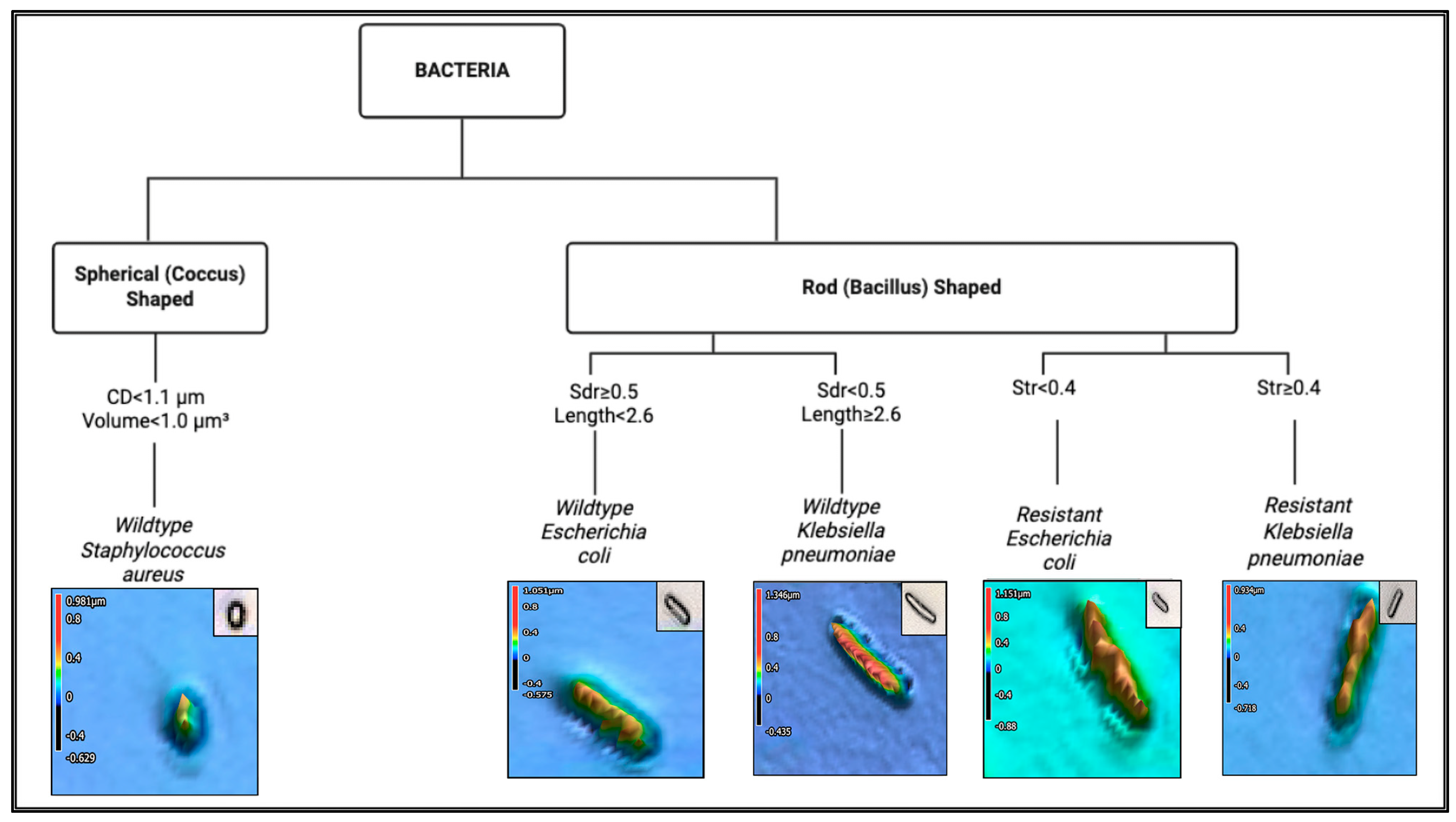 Encyclopedia 05 00130 g002