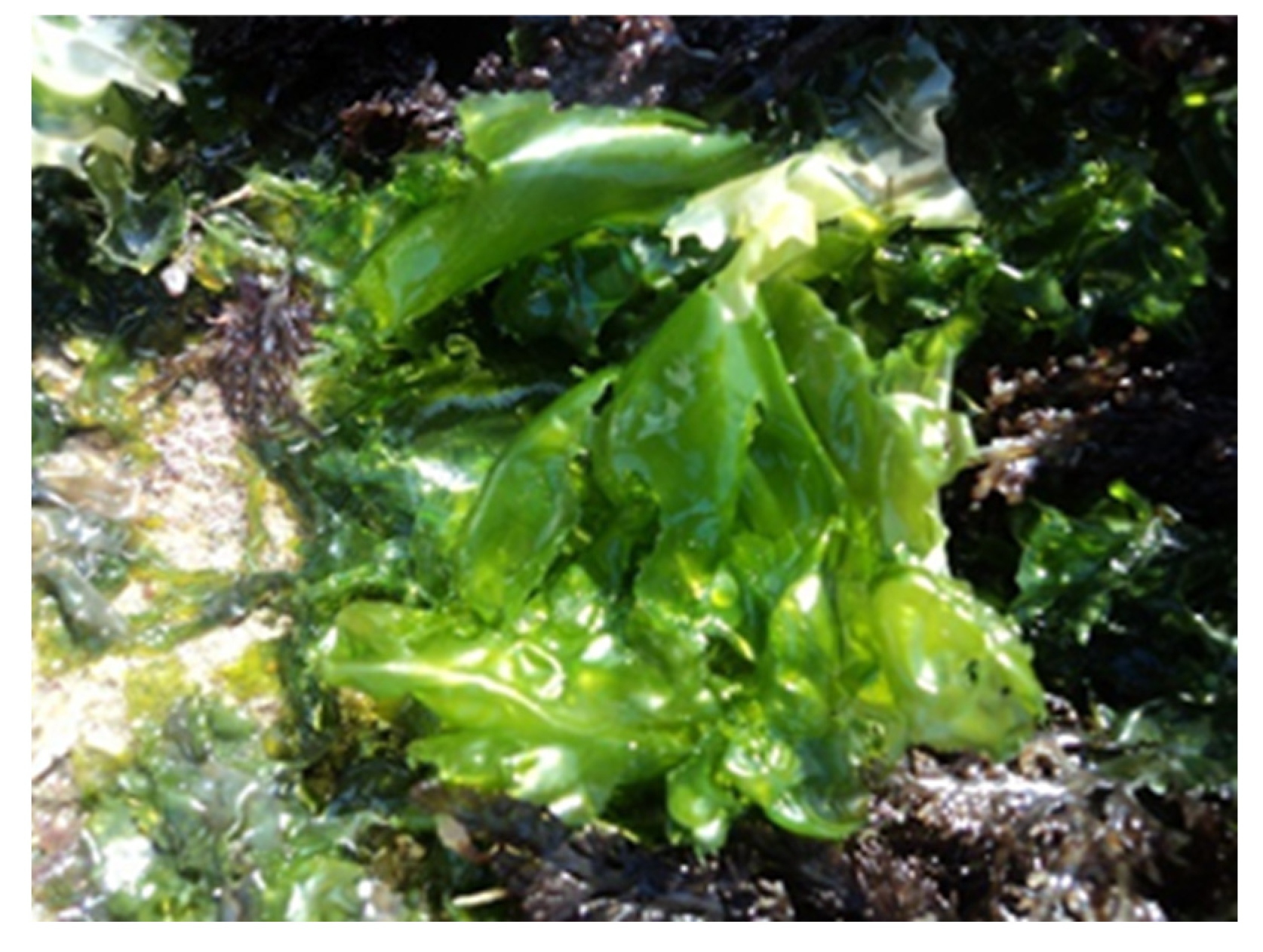 Encyclopedia 05 00176 g004