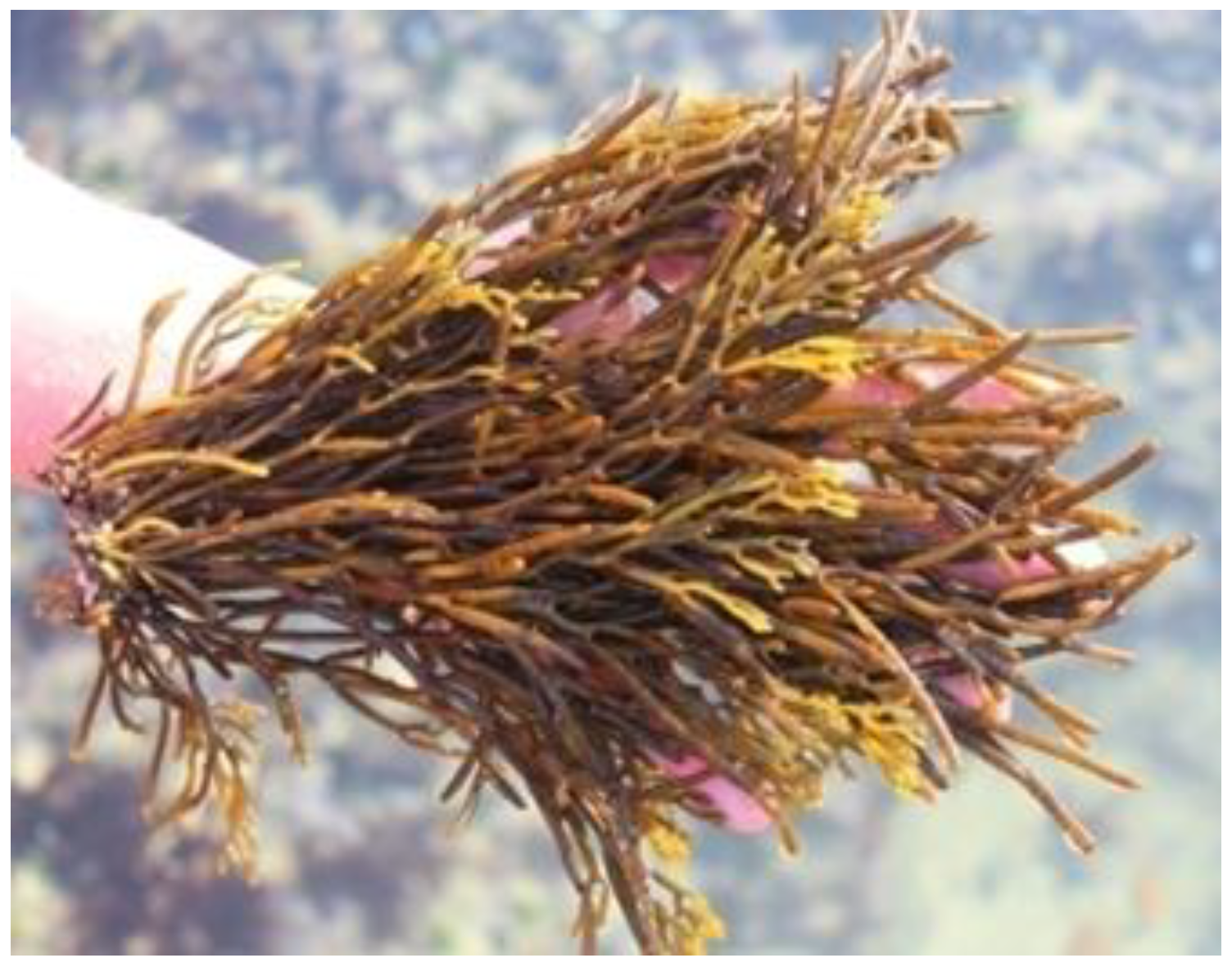 Encyclopedia 05 00176 g005