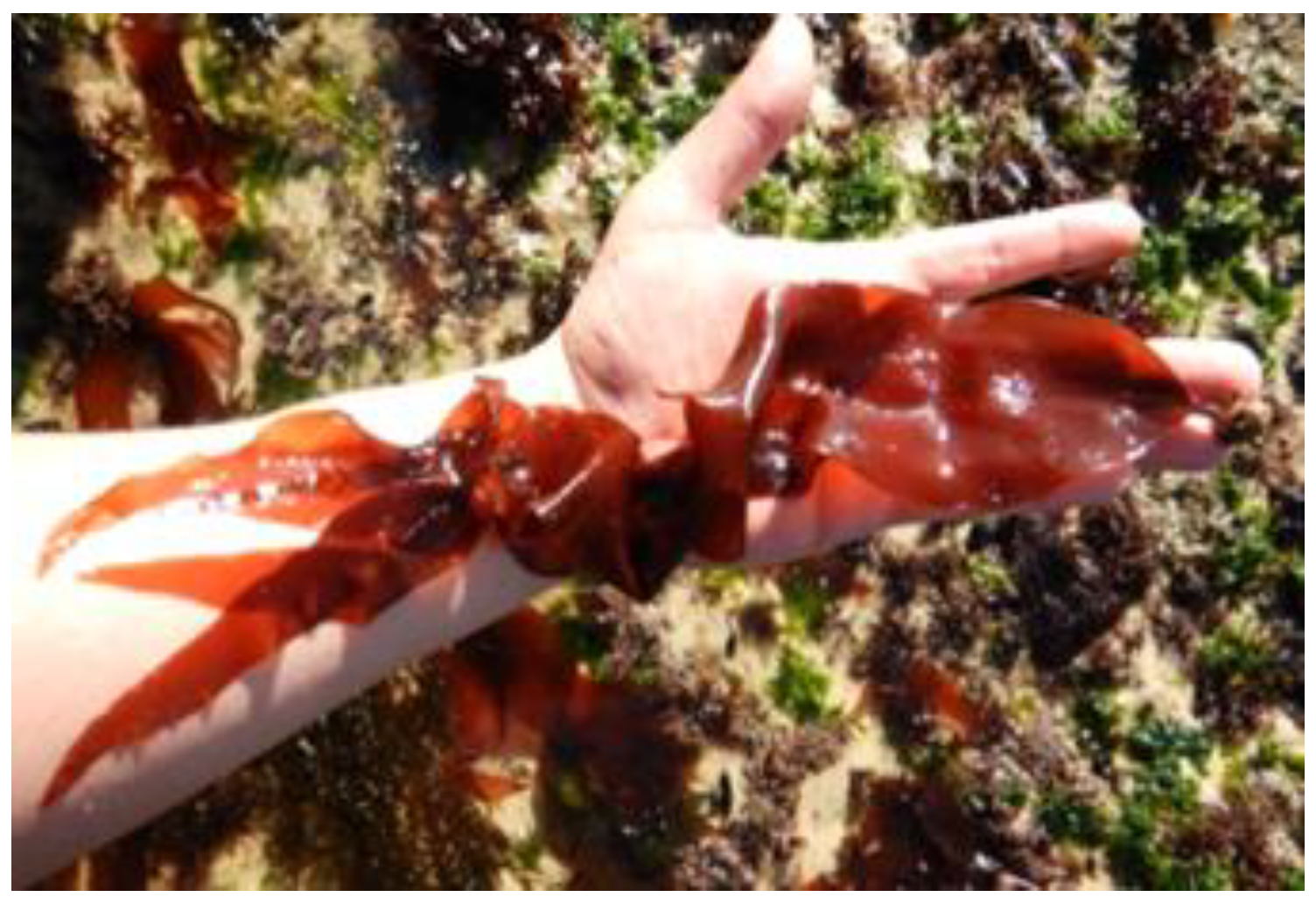 Encyclopedia 05 00176 g006