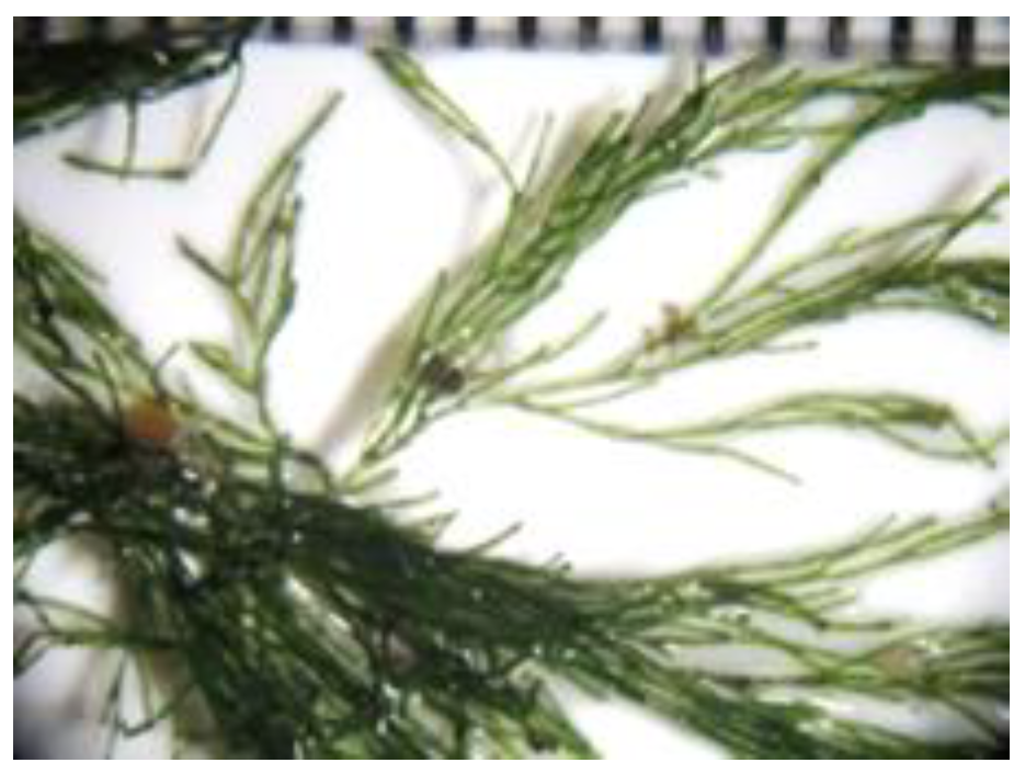 Encyclopedia 05 00176 g007