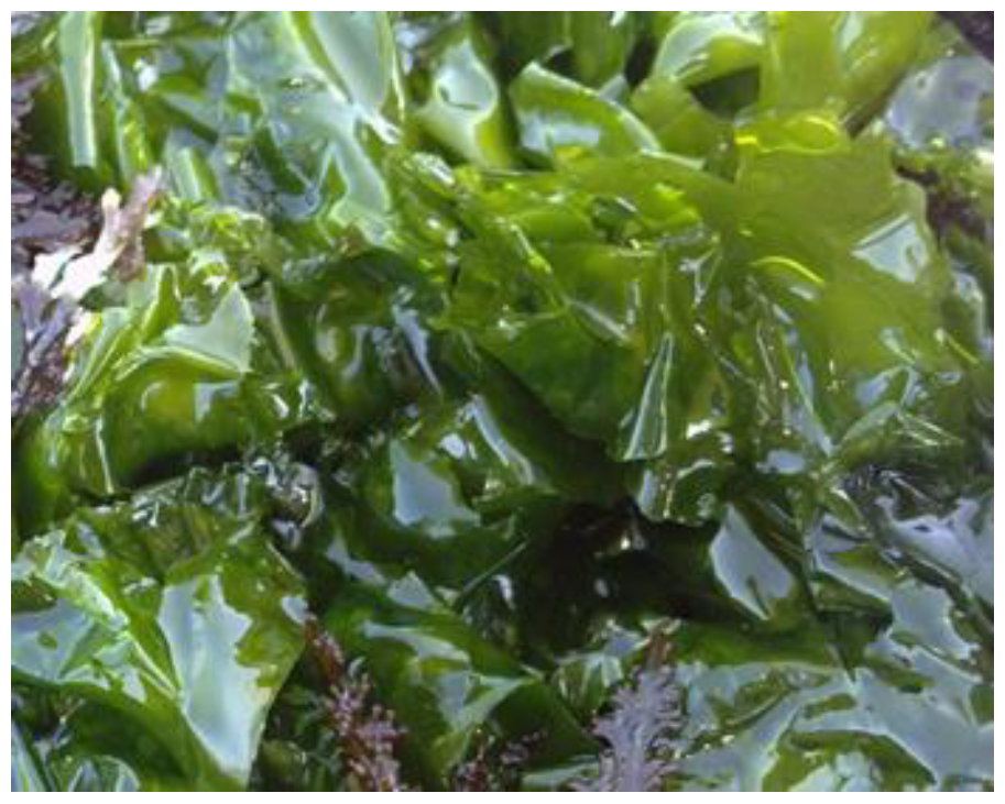 Encyclopedia 05 00176 g008