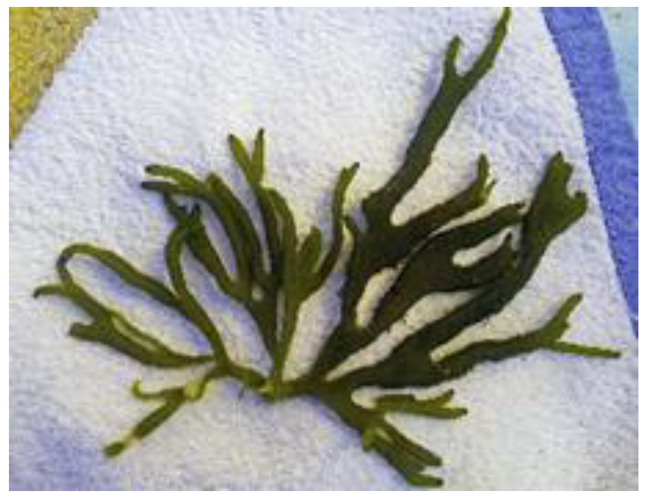 Encyclopedia 05 00176 g010