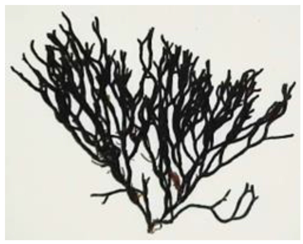 Encyclopedia 05 00176 g011