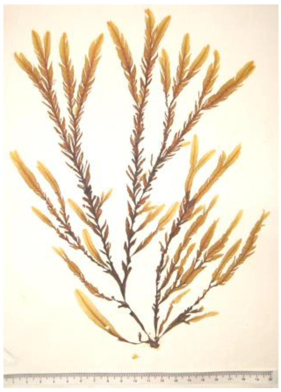 Encyclopedia 05 00176 g012