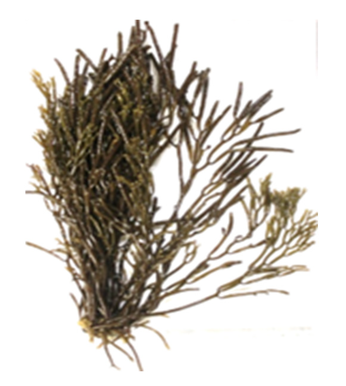 Encyclopedia 05 00176 g013