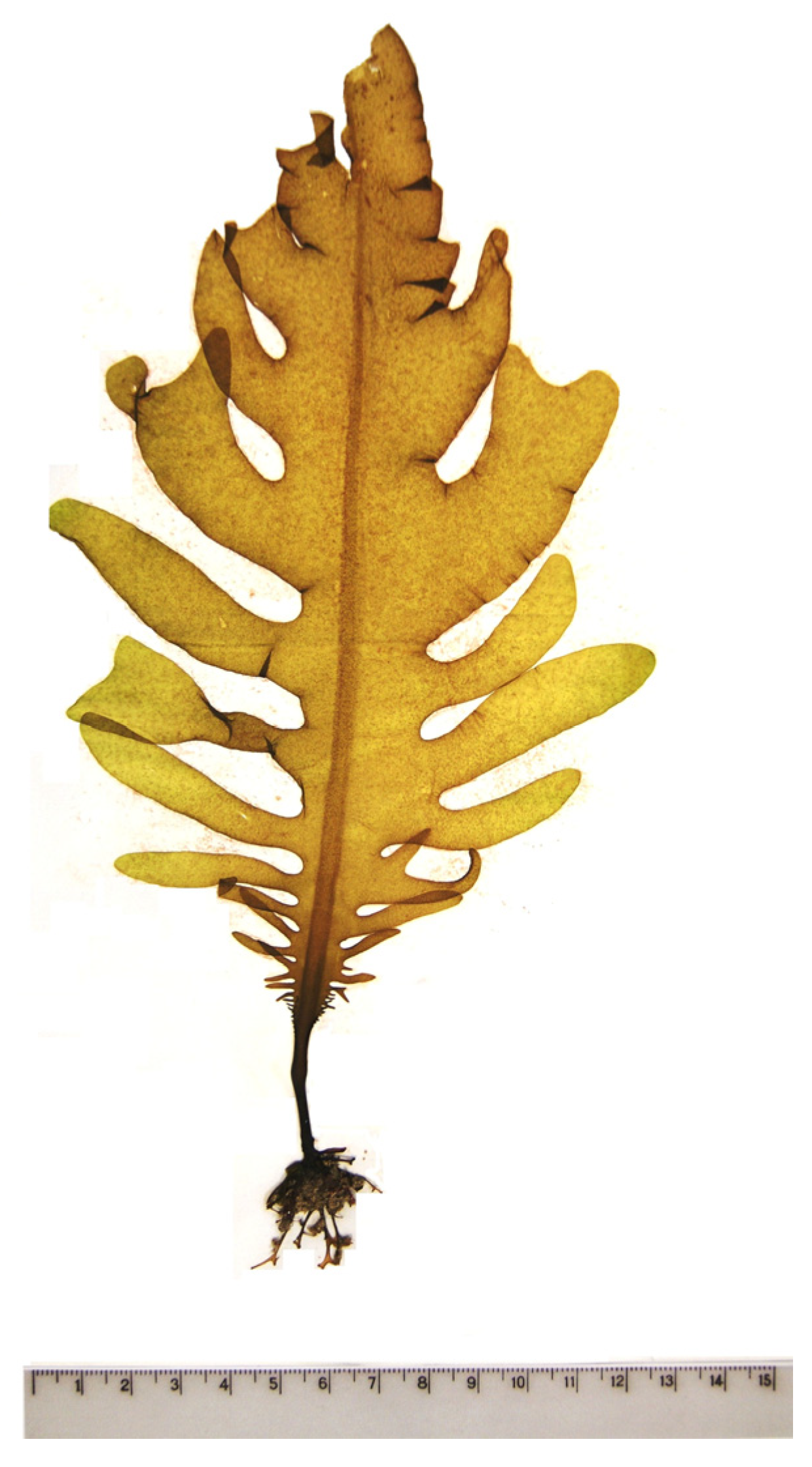 Encyclopedia 05 00176 g014