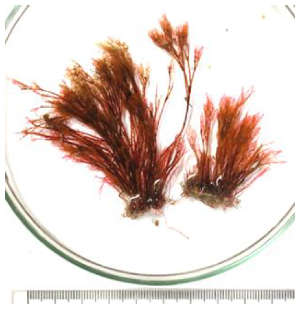 Encyclopedia 05 00176 g015