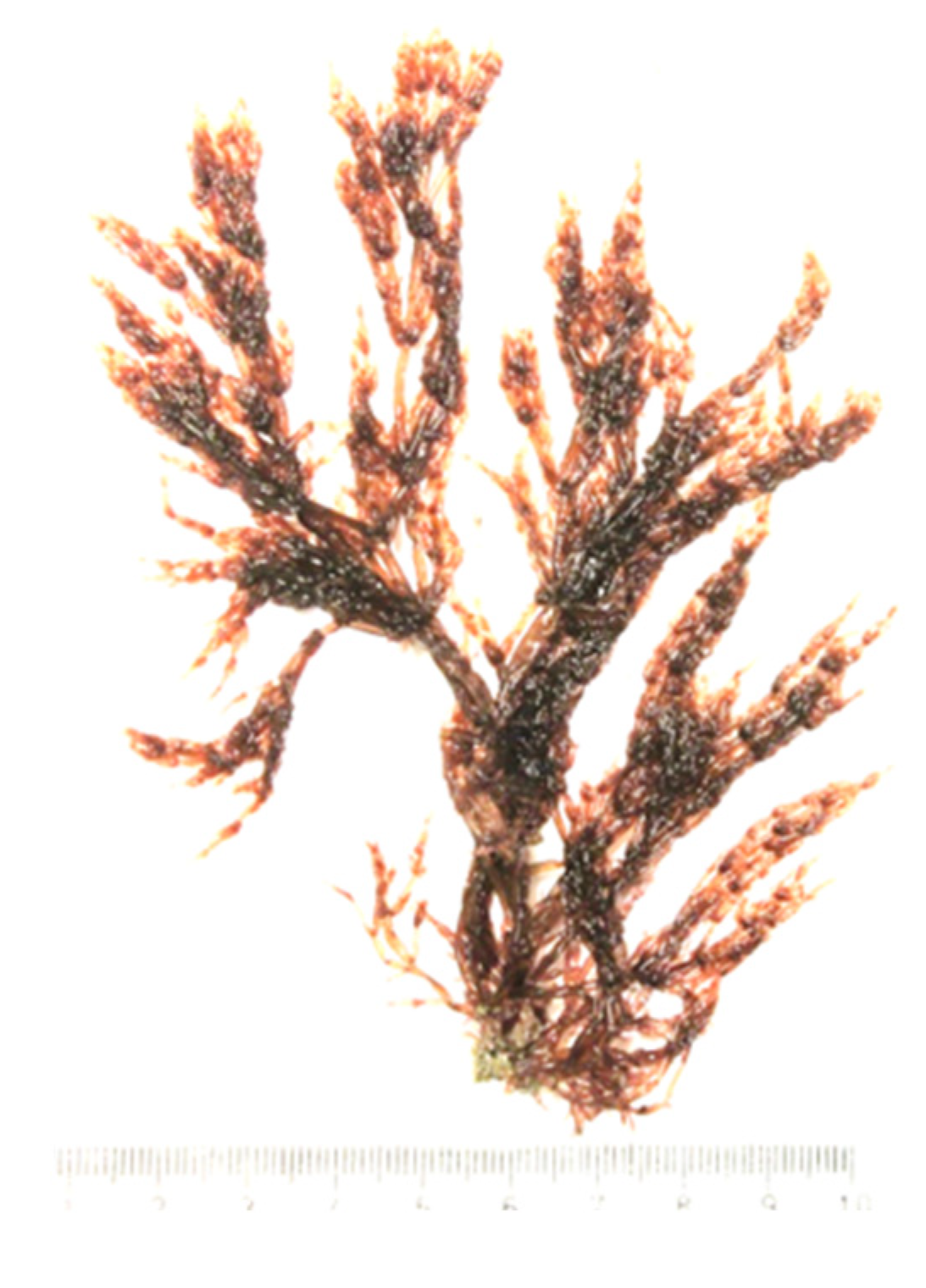 Encyclopedia 05 00176 g016