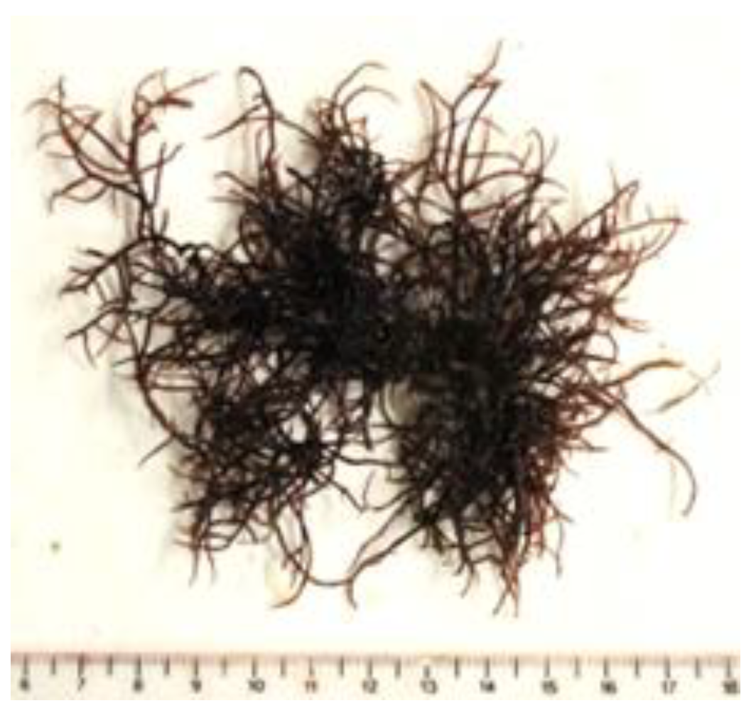 Encyclopedia 05 00176 g017