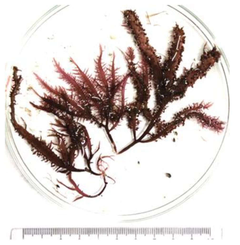 Encyclopedia 05 00176 g018