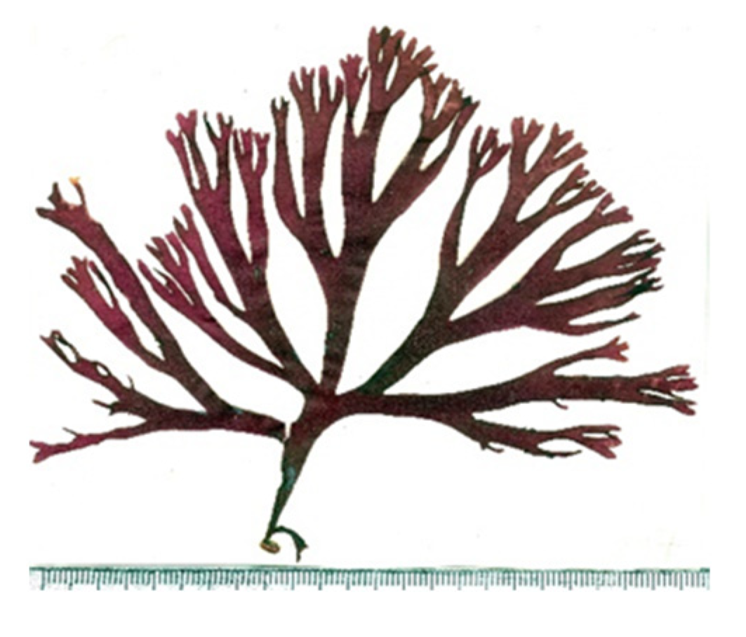 Encyclopedia 05 00176 g019