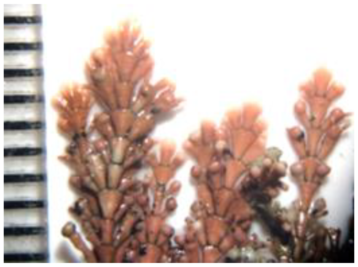 Encyclopedia 05 00176 g020