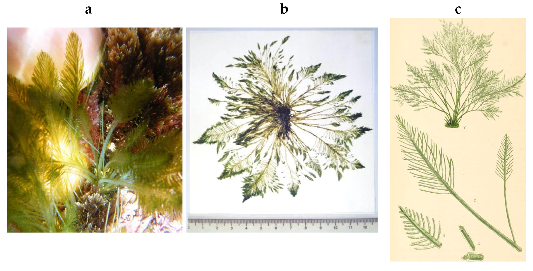 Encyclopedia 05 00176 g021