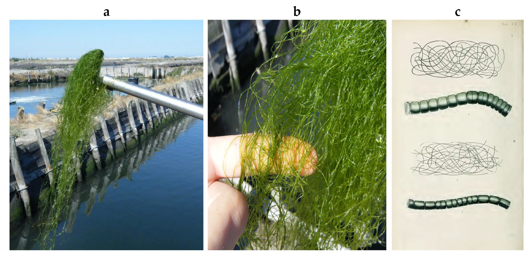 Encyclopedia 05 00176 g023