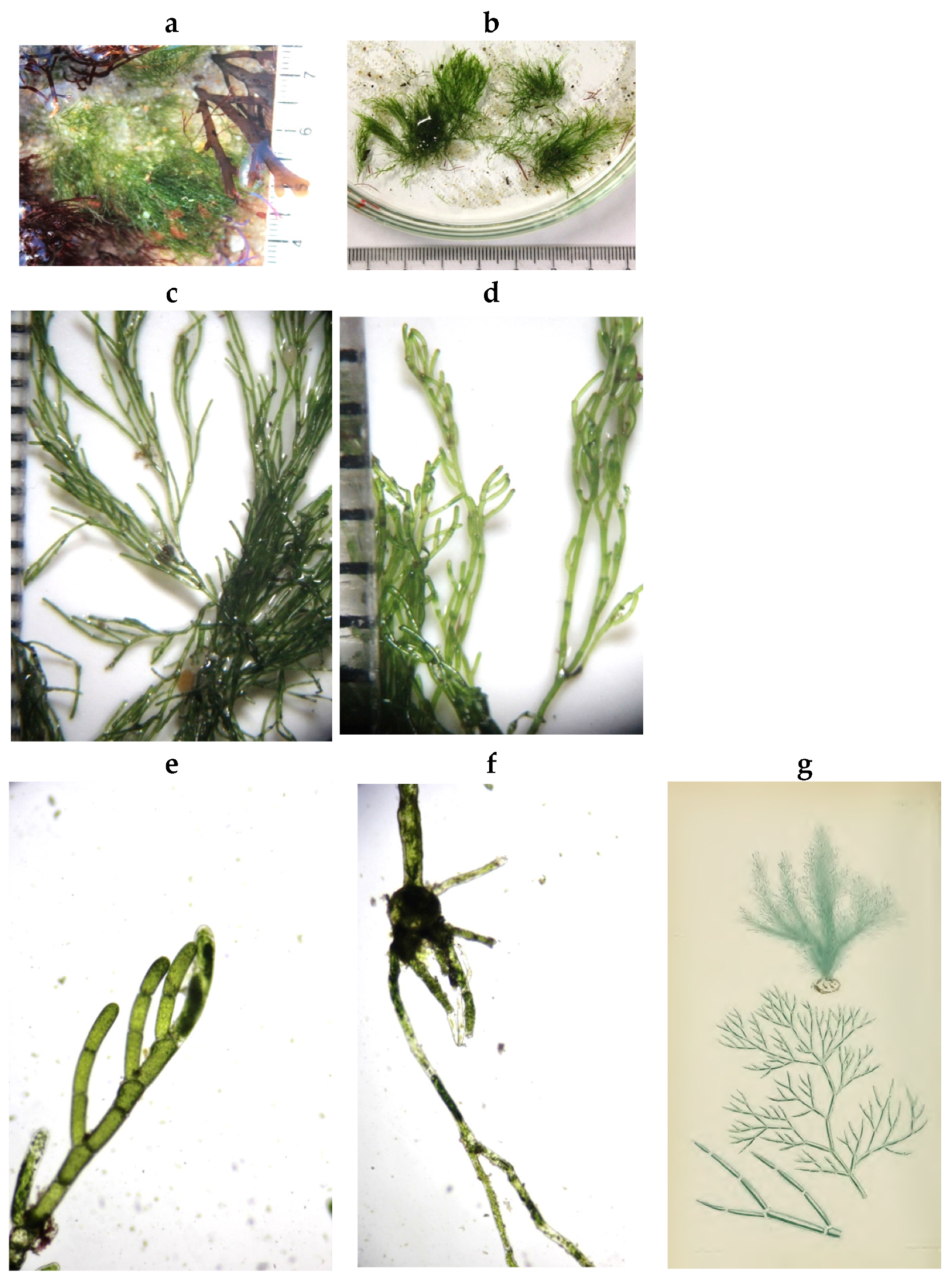 Encyclopedia 05 00176 g024