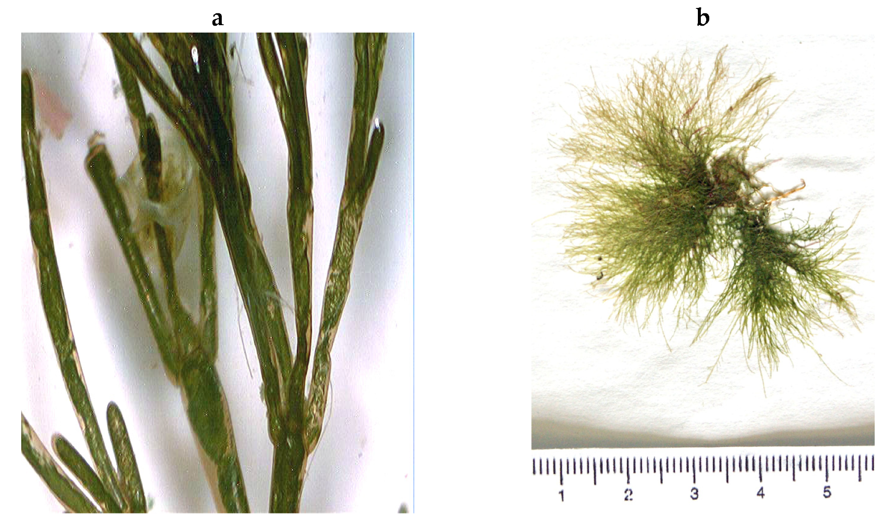 Encyclopedia 05 00176 g025