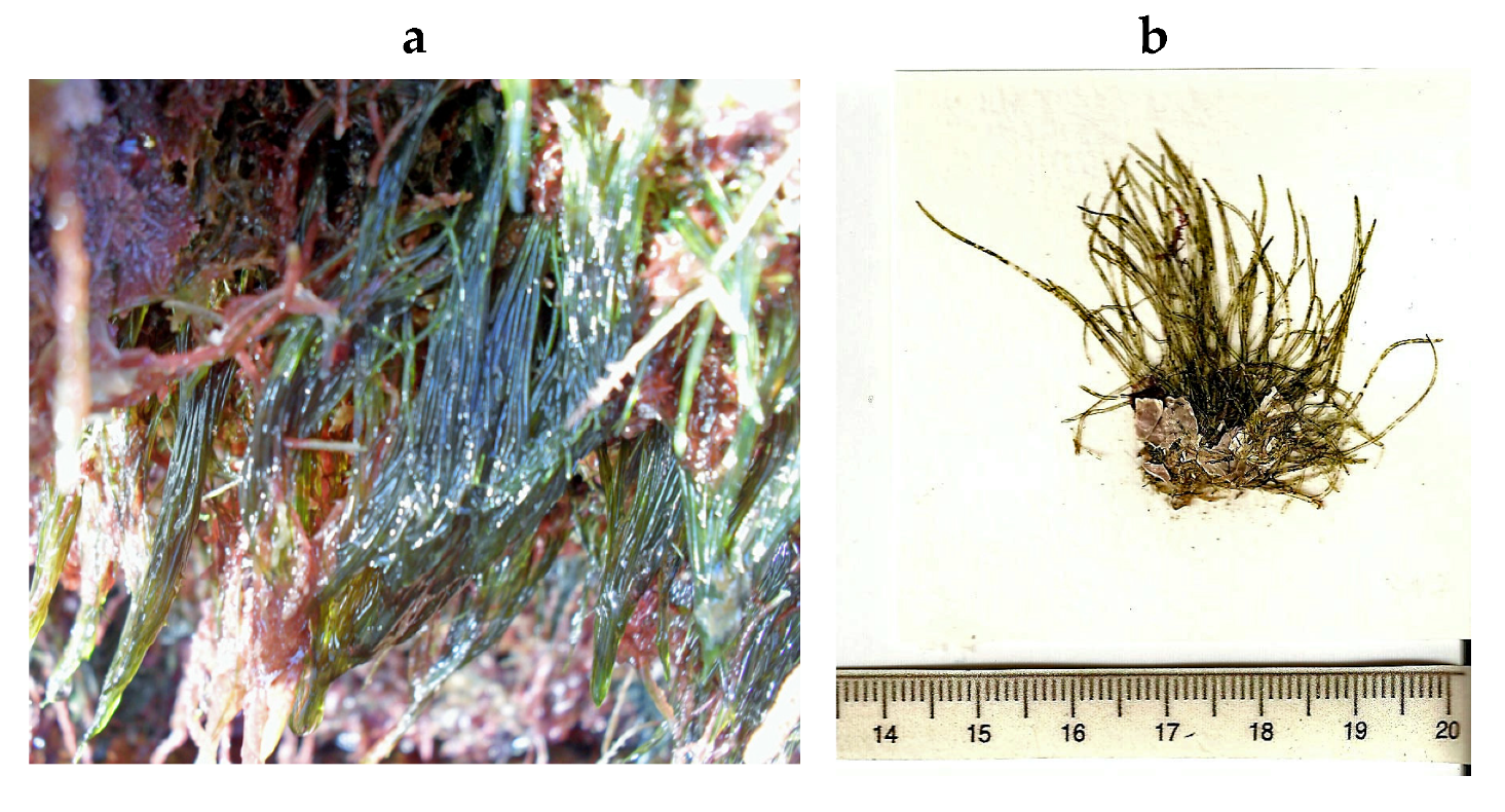 Encyclopedia 05 00176 g026