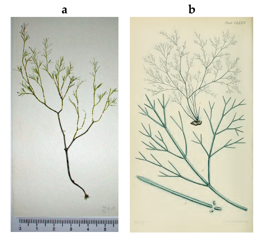 Encyclopedia 05 00176 g027