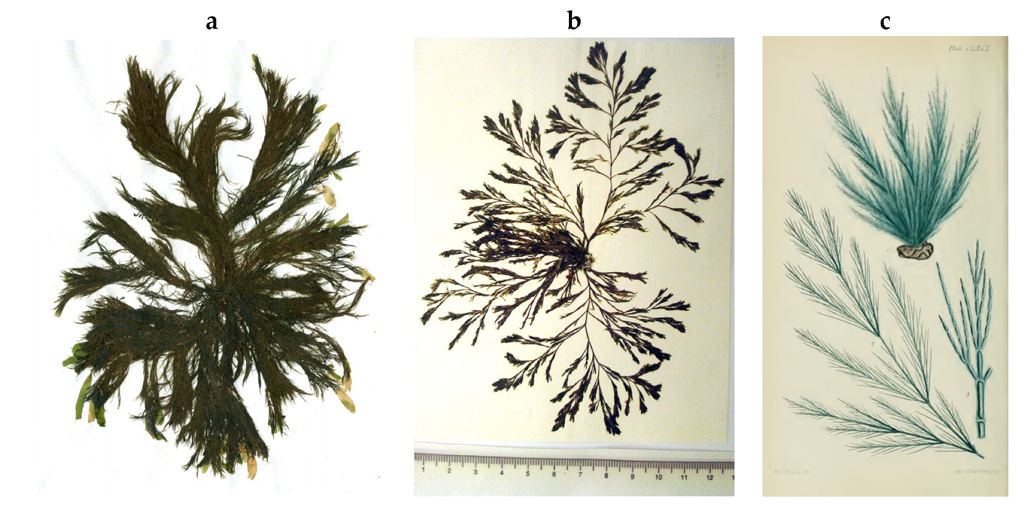 Encyclopedia 05 00176 g028