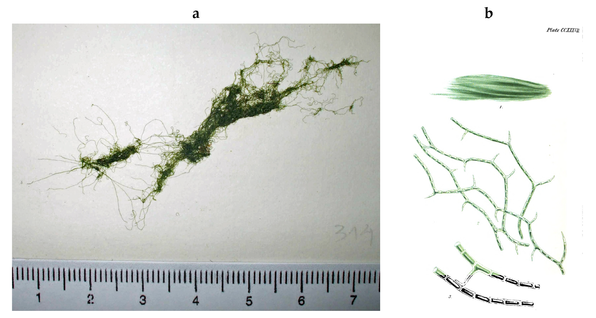 Encyclopedia 05 00176 g029