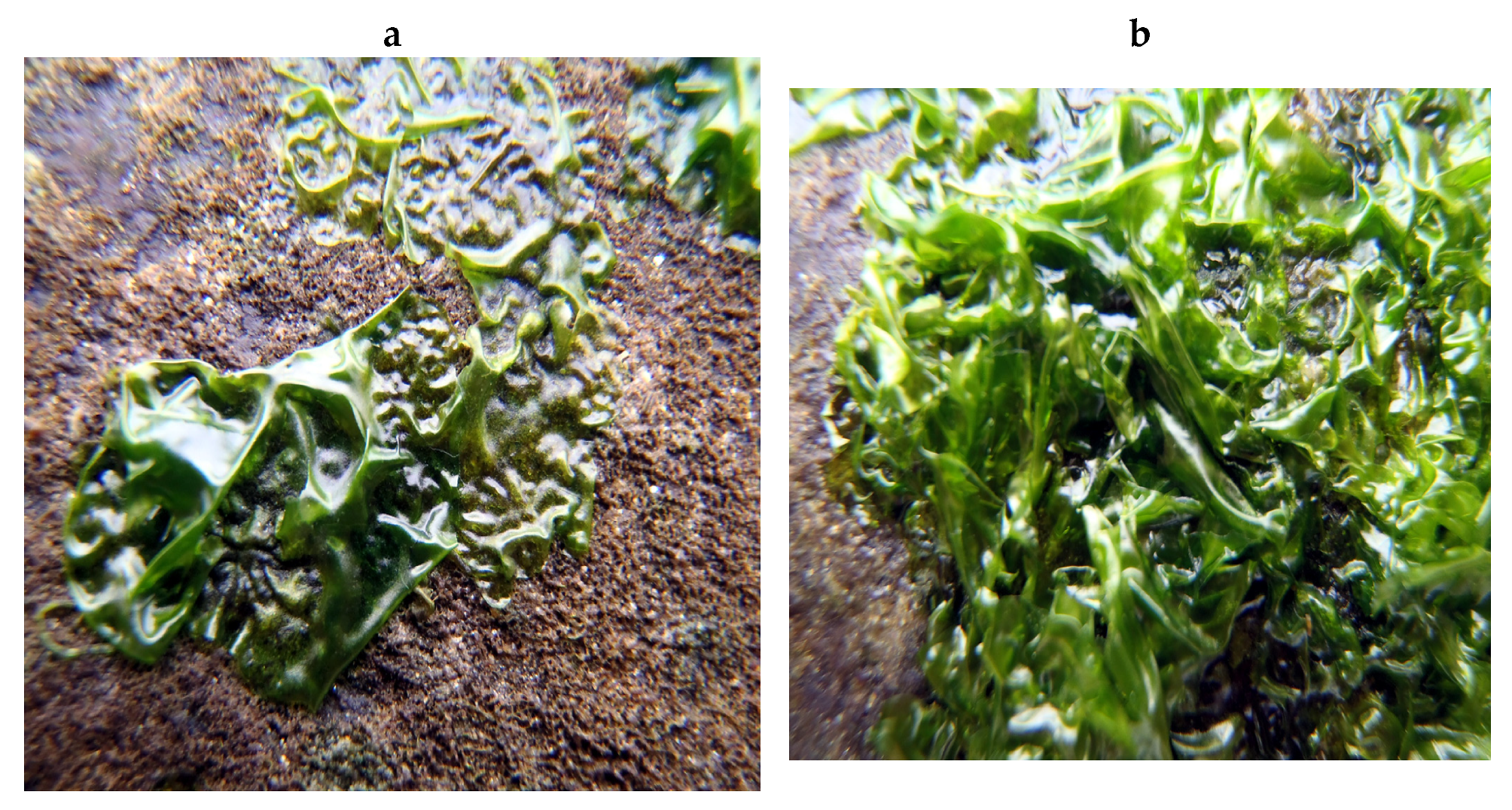 Encyclopedia 05 00176 g031