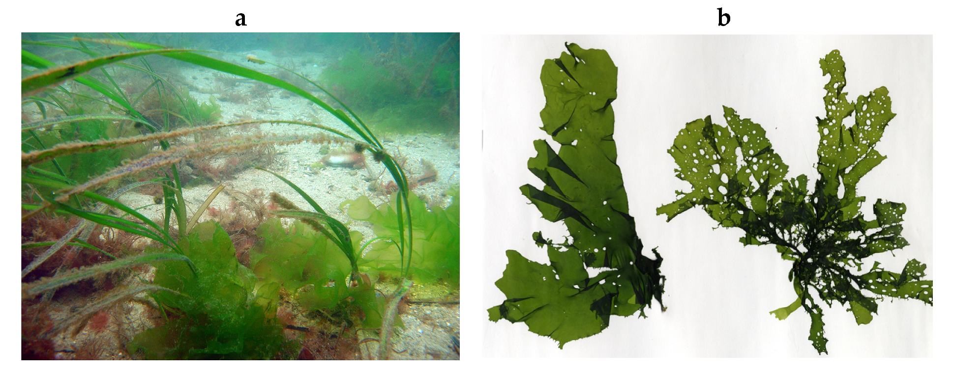 Encyclopedia 05 00176 g032