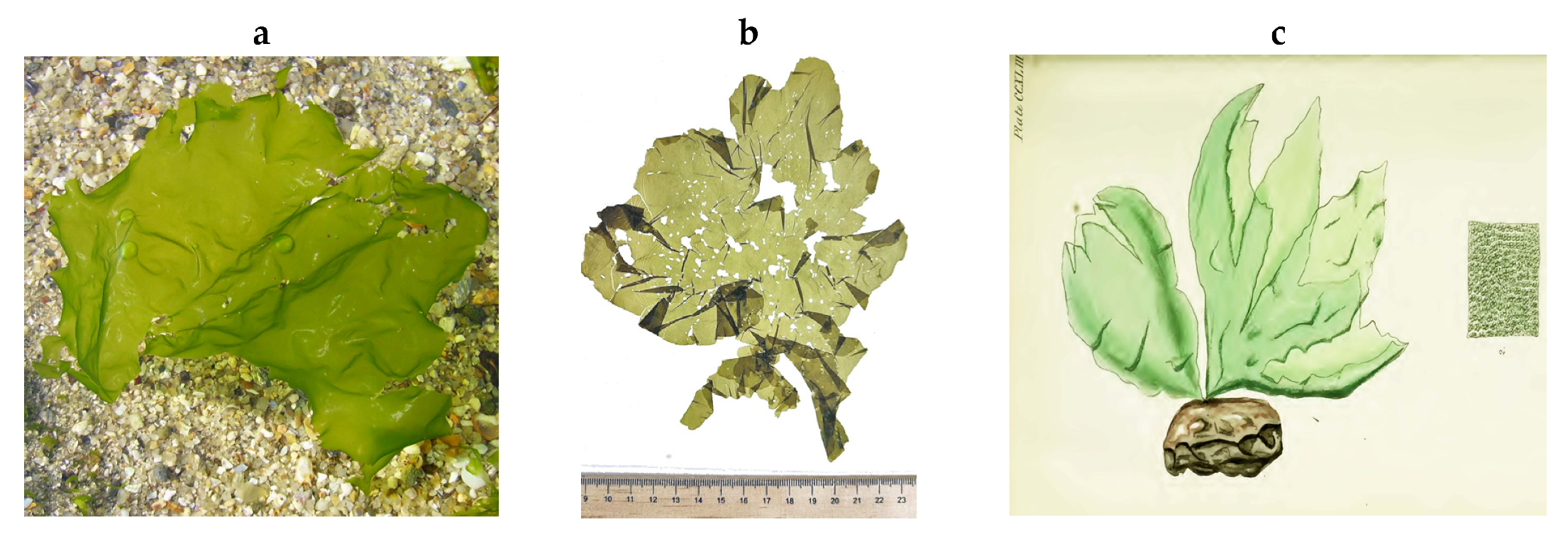 Encyclopedia 05 00176 g033