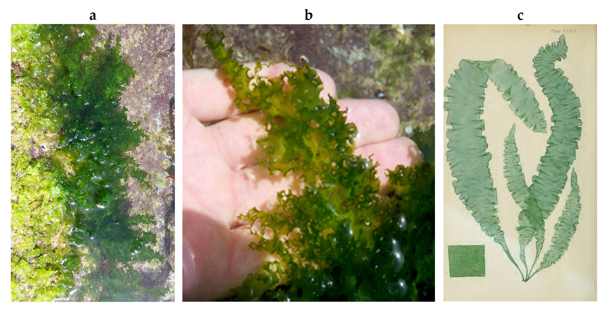 Encyclopedia 05 00176 g034