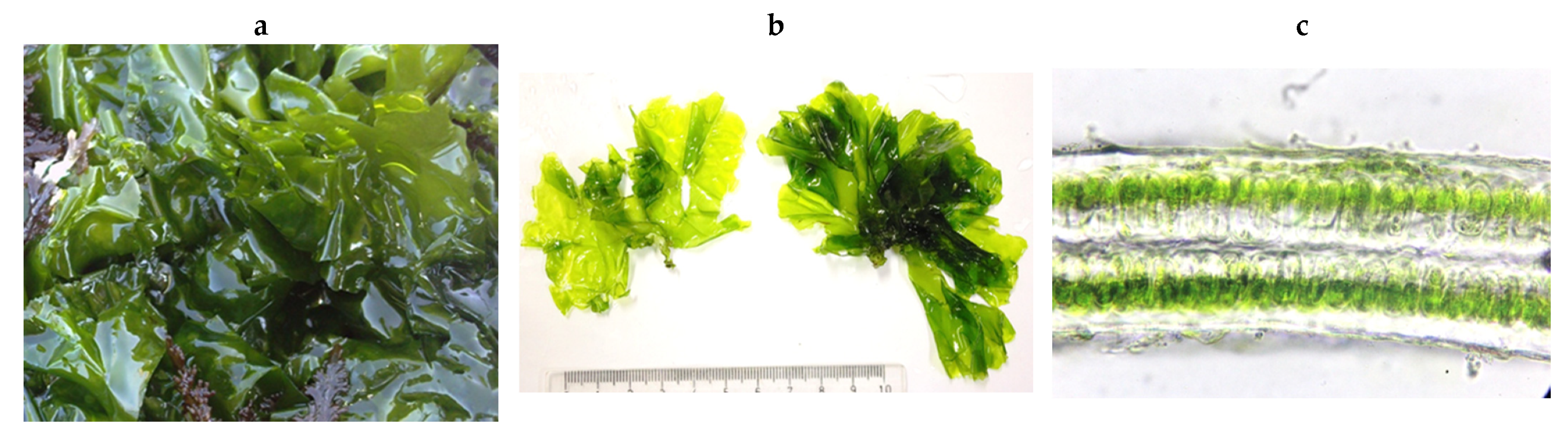 Encyclopedia 05 00176 g035