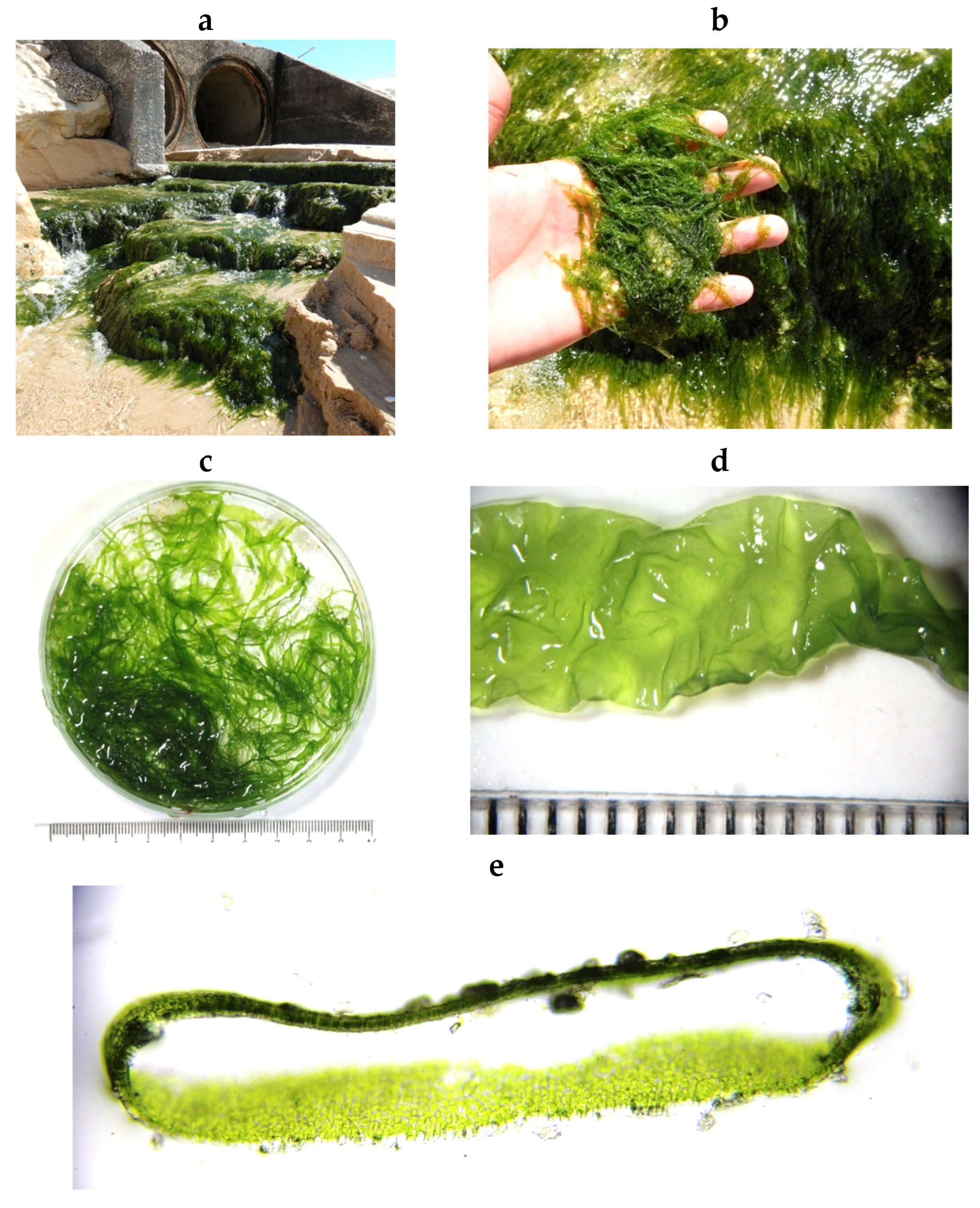 Encyclopedia 05 00176 g037