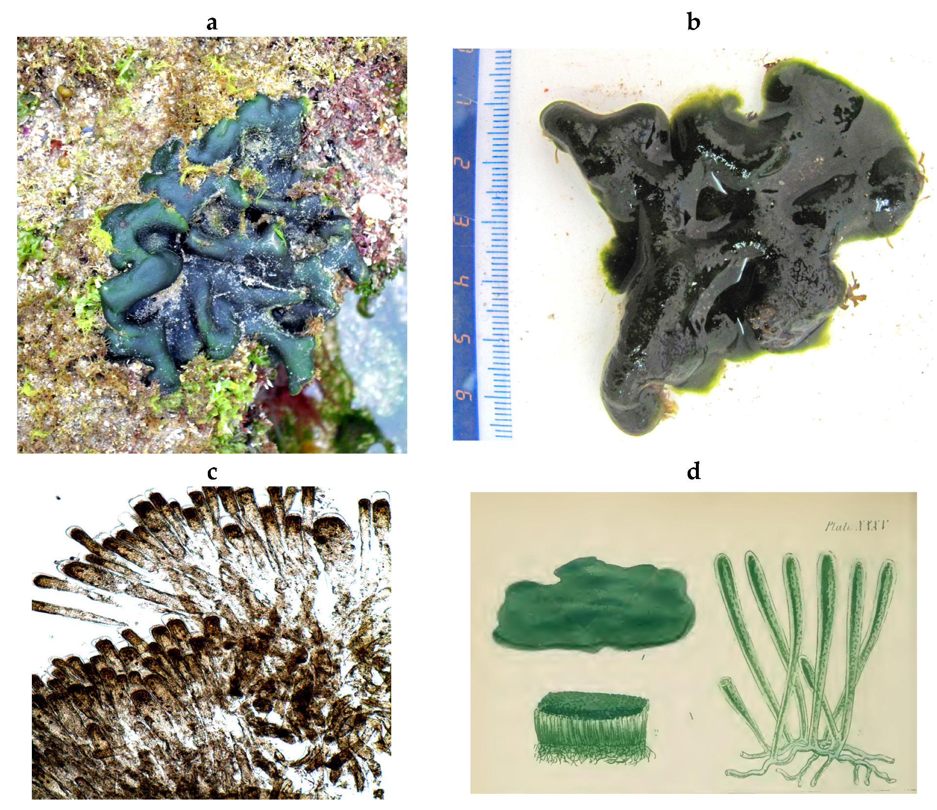 Encyclopedia 05 00176 g040