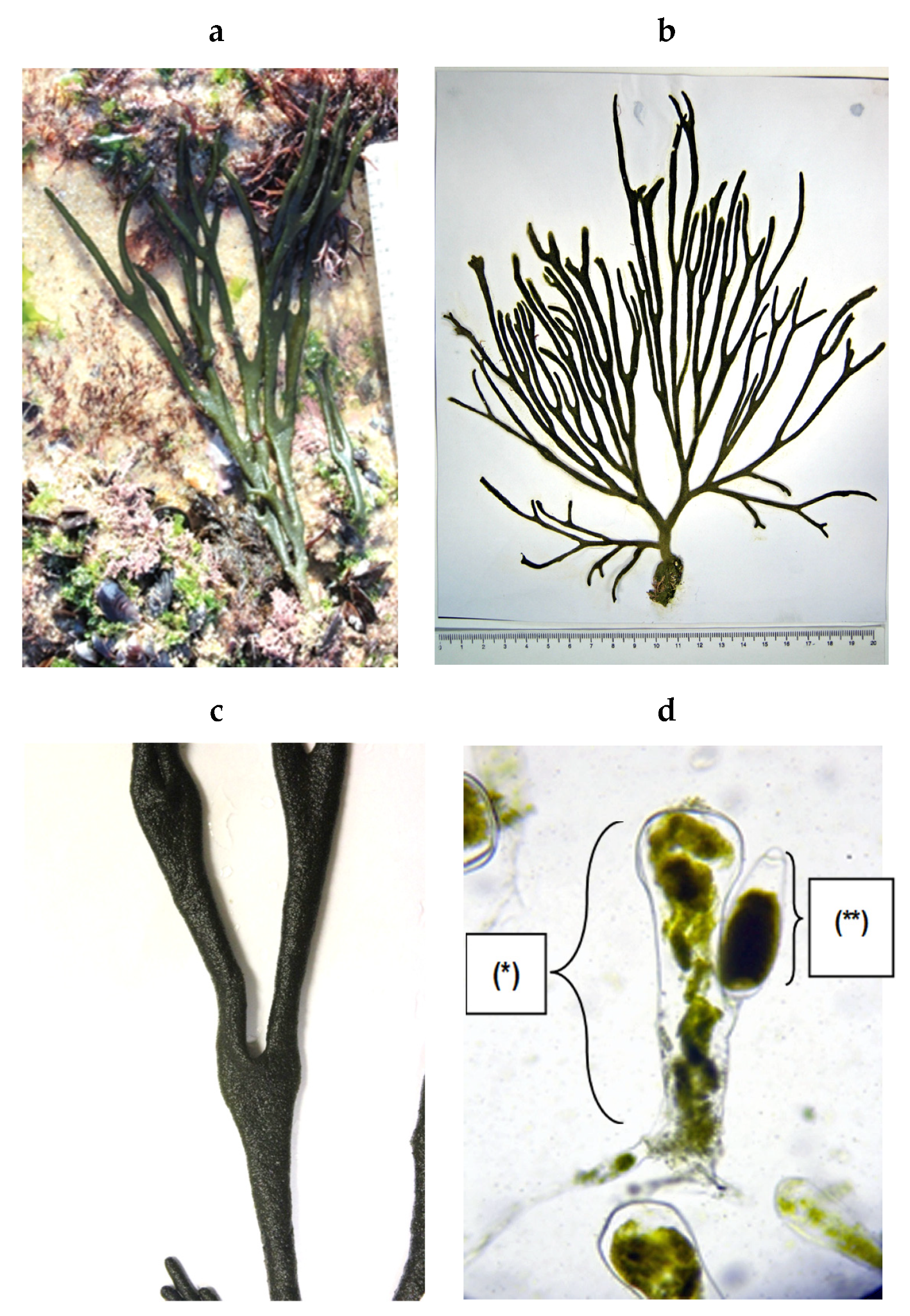 Encyclopedia 05 00176 g041