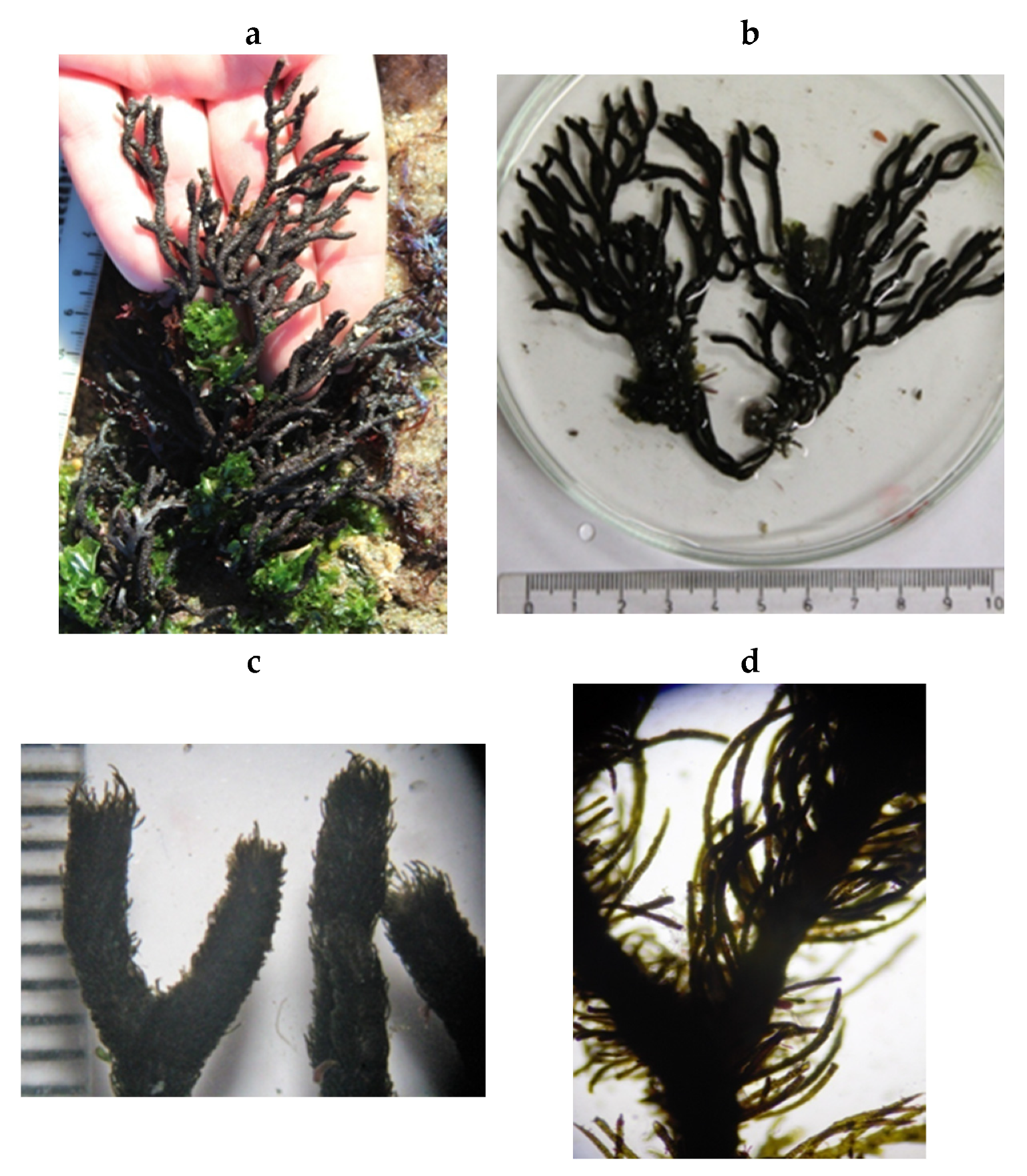 Encyclopedia 05 00176 g042