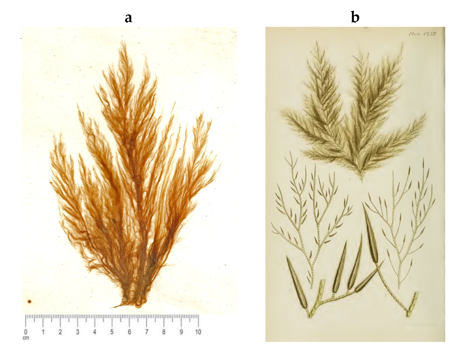 Encyclopedia 05 00176 g043