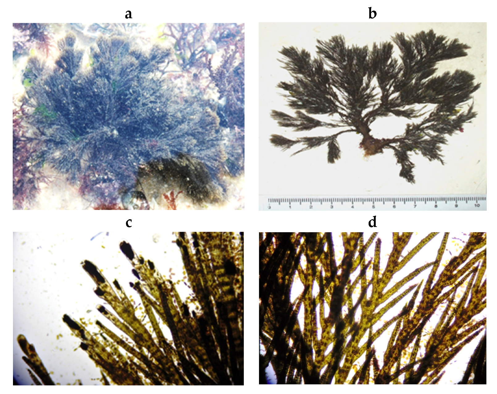 Encyclopedia 05 00176 g045